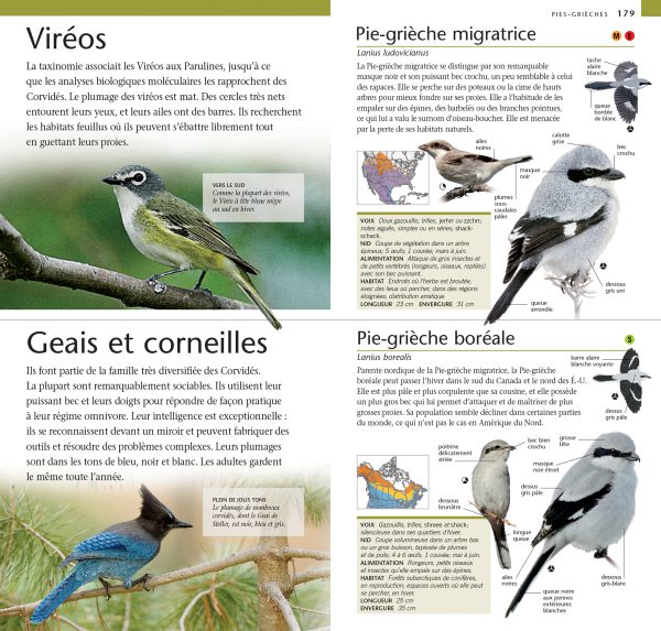 Guide de poche Oiseaux du Québec et du Canada – Image 3